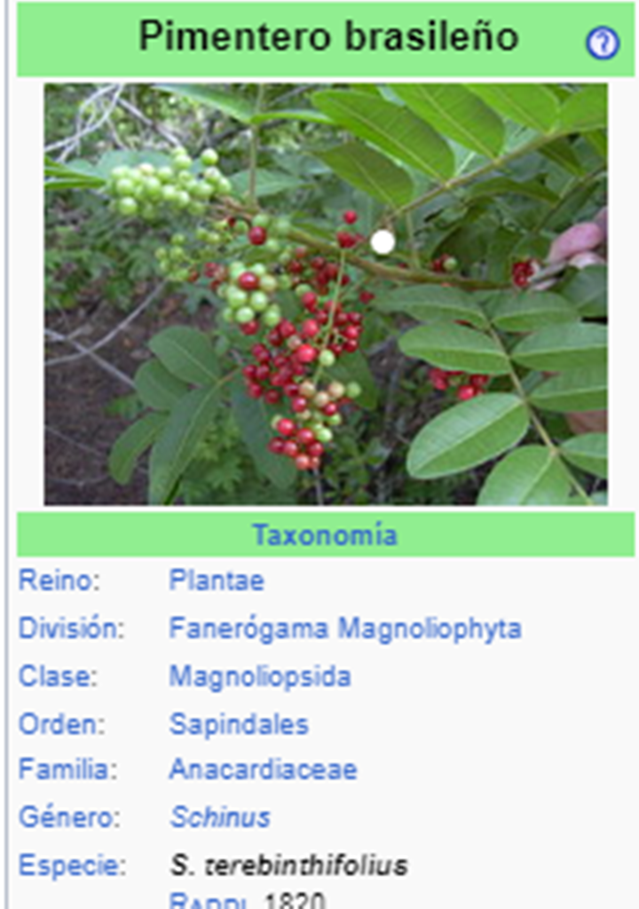 MOLLE’I - Schinus terebinthifolius